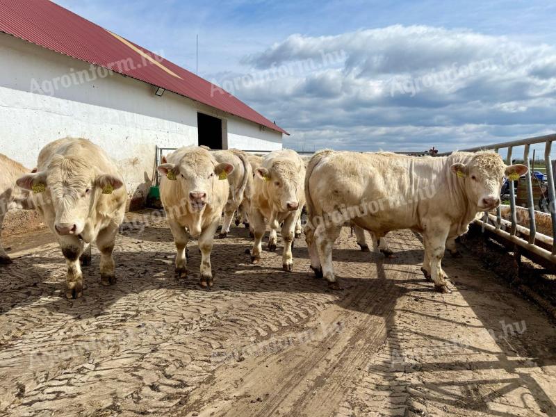 Podpora za plemenskega bika - Plemenski bik Charolais za prodajo