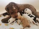 Lagotto Romagnolo kiskutyák gazdit keresnek