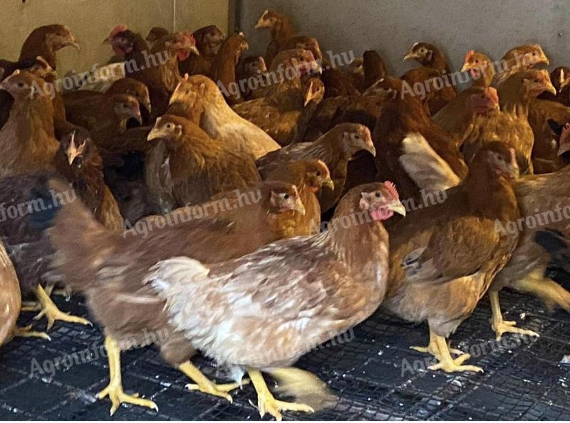 Huhn zu verkaufen