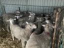Hungarian merino lamb