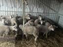 Hungarian merino lamb