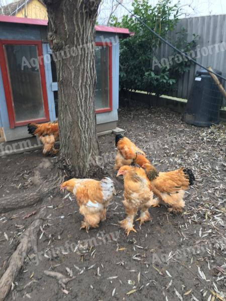 Brahma-Zuchteier zum Verkauf in Fehérgyarmat