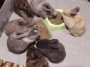 Zwergkaninchen, Kaninchen