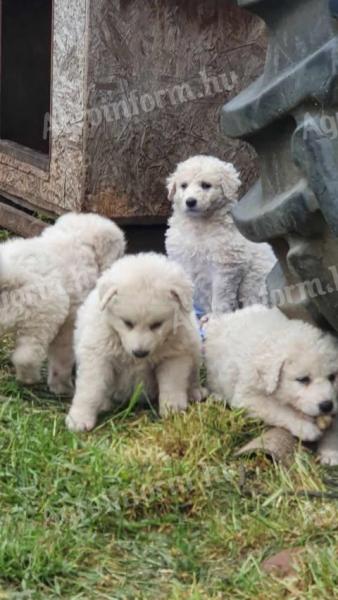 Kuvasz puppies