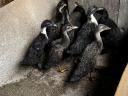Gerbil indian în vârstă de 5 săptămâni de vânzare