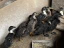Gerbil indian în vârstă de 5 săptămâni de vânzare