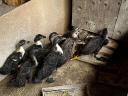 Gerbil indian în vârstă de 5 săptămâni de vânzare