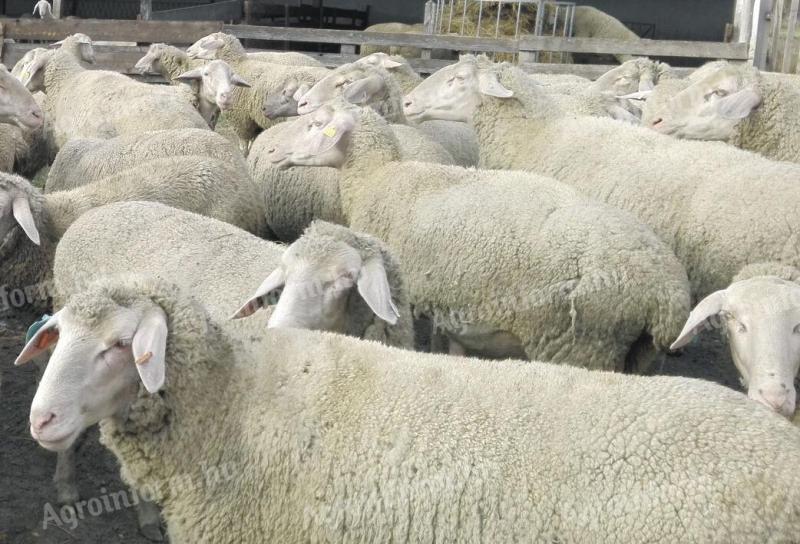 Owce, owce merynos Landschaf na sprzedaż