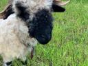 Naprodaj jagnje Wallisi jerk in njegova mati