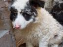 Mudi puppies