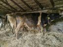 8 crnih bikova od približno 500 kg i 1 MT krava od približno 650–700 kg