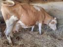 8 crnih bikova od približno 500 kg i 1 MT krava od približno 650–700 kg